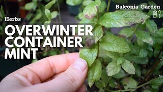 How To Overwinter Mint in Containers 🌿 Balconia Garden