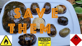 How to Clean and Preserve Turtle Shells For a Lifetime!