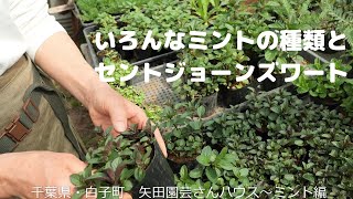 今が植え時！おすすめハーブ苗～ミントの種類とセントジョーンズワート