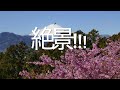 【眺望抜群】あぐりパーク嵯峨山苑 内藤園 絶景 ドローン映像2020 河津桜の新名所