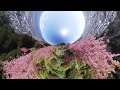 【眺望抜群】あぐりパーク嵯峨山苑 内藤園 絶景 ドローン映像2020 河津桜の新名所