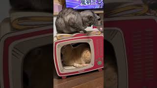 【猫】新しい爪研ぎハウスお気に入り😻#shorts #猫動画 #猫 #cat #ねこのいる生活