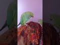 my lovely parrot