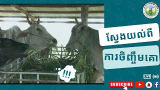 Agriculture នាទីកសិកម្ម/ការចិញ្ចឹមគោ