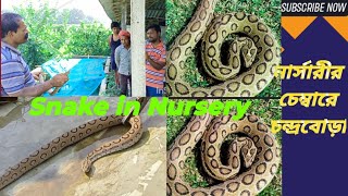 নার্সারির চেম্বারে চন্দ্রবোড়া । Russell viper - The most Dangerous snake in  India l