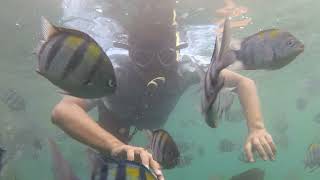 Wisata Snorkeling underwater bangsring Banyuwangi