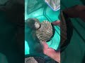 Turtle 🐢 #turtle  #babyturtles  #petanimilenial #animals  #videoshort #cute  #wildlife #fyp