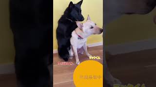 保護犬兄弟ハグの練習#保護犬 #里親募集中 #愛媛