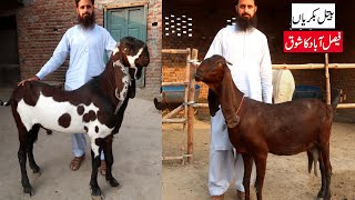 Amritsari Beetal Nagri Goats Of Sunny Bhai - Faisalabad Ka Shoq 2023