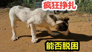 小中亚犬原形毕露，上链子后暴怒疯狂挣扎，看看它如何挣脱