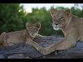 Botswana Big Cat Safari | Wilderness Qorokwe in the Okavango Delta