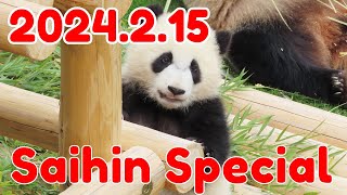 【Saihin🌈LIVE】激可愛♥ 癒される彩浜12時間スペシャル！！ Wonderful Saihin Special🐼 彩浜怒涛の生配信🐼 2024年2月15日