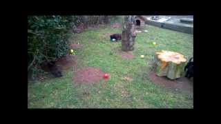 Australian kelpie - Kennel Skovfarmen´s L-litter fun with a new toy!