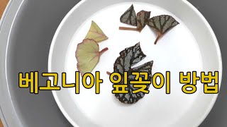 베고니아 잎꽂이 방법(feat. 상토)/하엽이 되는 잎 잎꽂이 해 봤어요