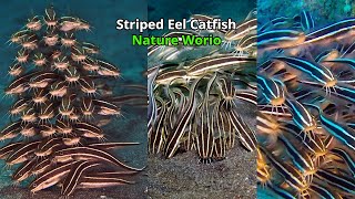 Striped Eel Catfish - Nature Worio