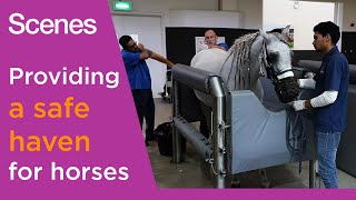 Meet the Veterinary Interns treating sick and injured horses in Qatar | Scenes