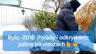 Po mrozach. Odwijanie palmy trachycarpus fortunei nainital. Porady, zimowanie palm w gruncie. #1259