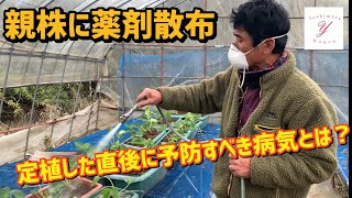 「いちご栽培 いちご農家」親株に薬剤散布　定植した直後に予防すべき病気とは？