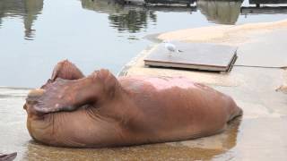 Walrus situps