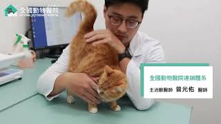 【全國動物醫院連鎖體系｜夏季防蟲指南的三要素！】