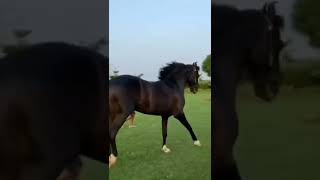 stallion alamgir sire by kala kanta beautiful full marwadi🌹