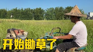 学哥开拖拉机去打田，看这草也太厚了吧，拖拉机都罢工了【小煜煜和妈妈】