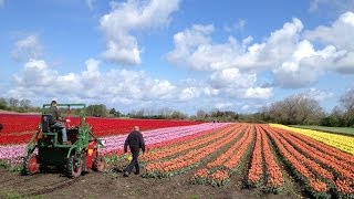 De danske tulipaner