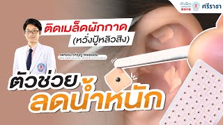 การติดเมล็ดผักกาด (หวั่งปู้หลิวสิง) ตัวช่วยลดความอยากอาหาร