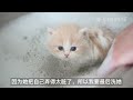 给小奶猫洗澡,全程生无可恋 #洗猫  #小奶猫  #云吸猫  #喵星人  #萌宠  #铲屎官