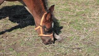 【乗馬・馬術】馬が春の牧草を食べる様子　Spring Foal　【ウィッシュホースコミュニケーションズ】