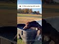 funny horse horse