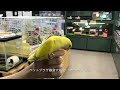 ペットプラザ鎌倉大船店 コザクラインコ（ゴールデンチェリー）