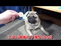 パグと小説　読書の初秋　サリンジャー『バナナフィッシュ日和』とか･･･『おまめ日記』pug comedy videos from japan