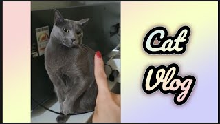 Cat Language, Ma-ah?? 🐱: Among the 7 Episodes in 2023 #russianbluecatvlog, #cathealing, #catlanguage