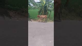 গ্রামের দেশি জাতের গরুর পদচারন। #গরু #cow #cowvideos #গরুমোটাতাজাকরন  #funny