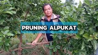 🟢🟡🔴 PRUNING ALPUKAT ⁉️