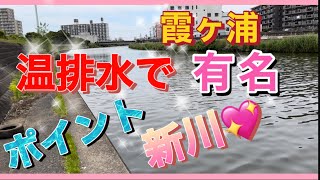 【バス釣り】霞ヶ浦リベンジ！今回は泊まり込みの１日目‼️#温排水#新川#霞ヶ浦