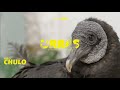 Chulo | URRAS ¡Guardianes de fauna!