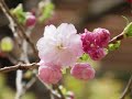 多摩森林科学園2017 04；桜