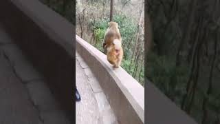 Обезьяна оочень быстро убегает. Не догнать!/ The monkey runs away very fast. Don't catch up/#shorts