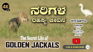 ನಗರ ಪರಿಸರದಲ್ಲಿ ಗೋಲ್ಡನ್ ನರಿಗಳು | ನರಿಗಳ ರಹಸ್ಯ ಜೀವನ #golden #jackal #kabini #urbanwildlife