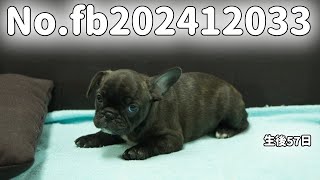 フレンチブルドッグの子犬販売 No.fb202412033 静岡県浜松市のブリーダー 2024年12月3日生  1月29日現在