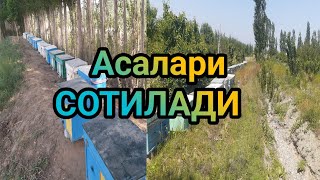 ASALARILAR SOTILADI KARPAT /Асалари СОТИЛАДИ Фаргона