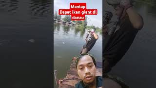 MANTAP!!!! dapat Ikan raksasa di danau.. #mancing #viralvideo #trendingshort #ikanbesar