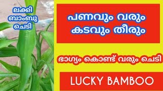 ബാംബു ചെടി വീട്ടിൽ എങ്ങനെയാണ് സമ്പത്ത് കൊണ്ട് വരുന്നത് | ലക്കി ബാംബൂ |Lucky bamboo|#jamanthipookkal