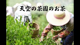 100ｇ一万円のお茶！？東頭の原料茶が出来るまで