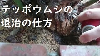 【バラ 害虫対策】カミキリムシ(テッポウムシ)実際の退治の仕方 Rose pest control