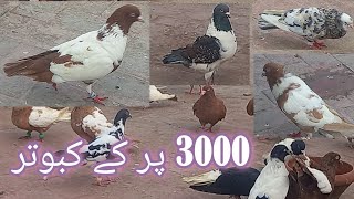 3000 kaboteron k par || pigeon farmers || pigeons housing || pigeons conpitations 3000  #fancybird