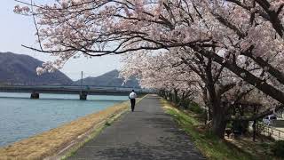 桜。三原市沼田川の河川敷。