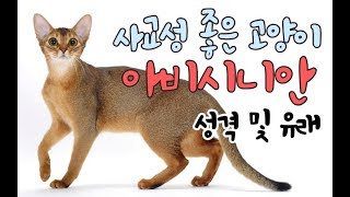 [고양이 소개] 아비시니안의 유래는 이집트? 인도?